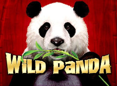 Wild Panda