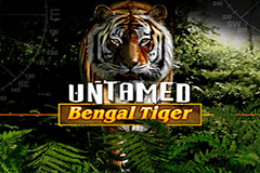 Untamed Bengal Tiger