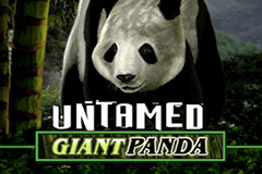 Untamed Giant Panda